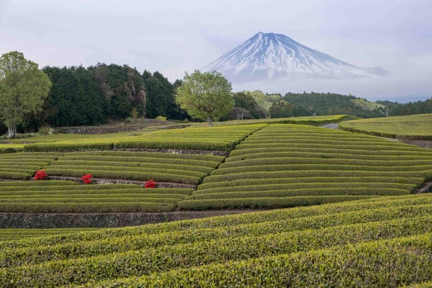 Rows of green tea plants stretch across terraces with Mount Fuji in the background.