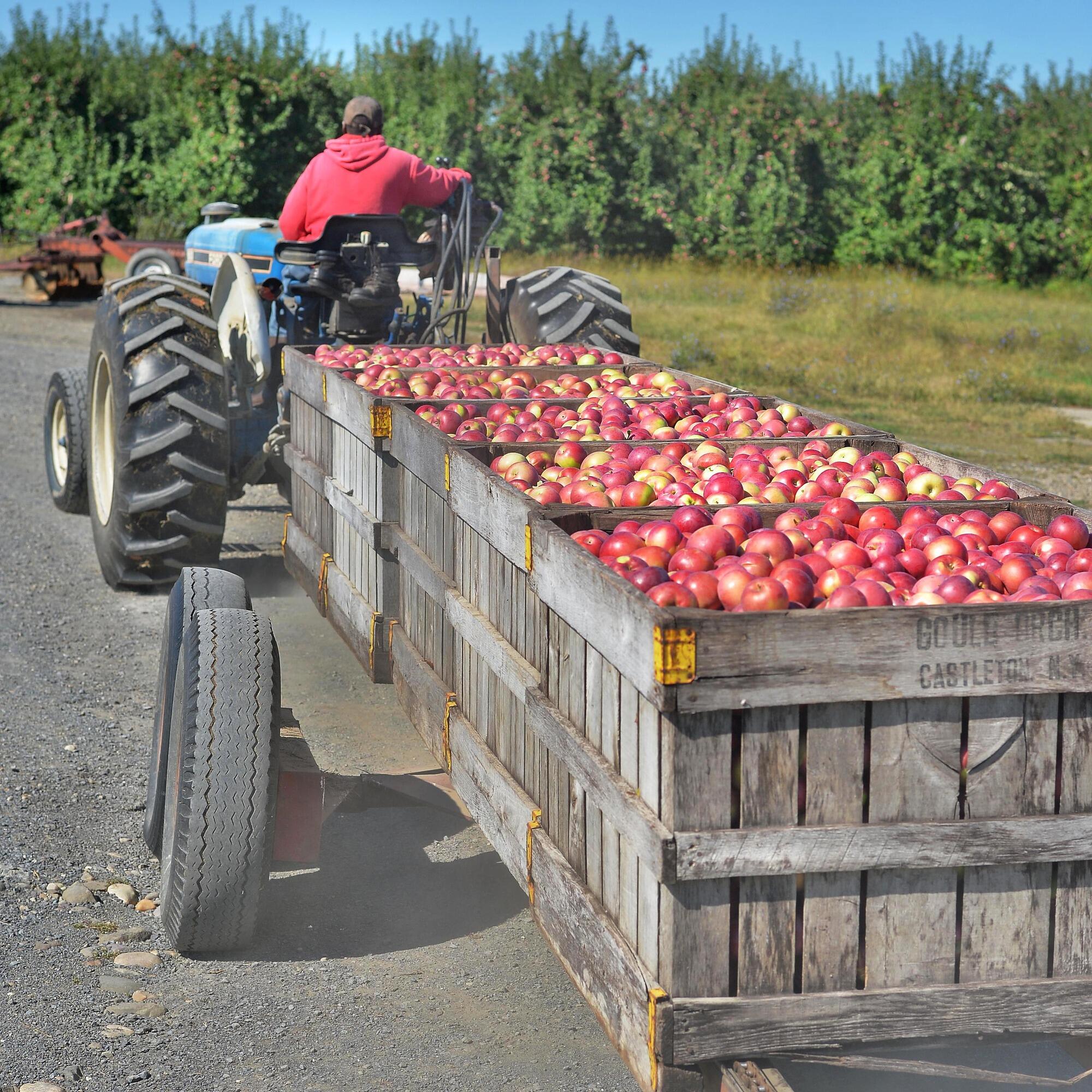 A person on a tractor pulls a trailer filled with McIntosh apples.