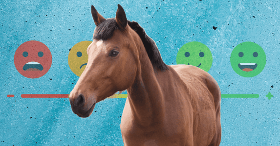 A horse in front of an emotions scale with smiley faces.