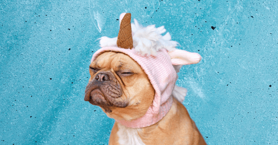A dog in a unicorn hat against a blue background.